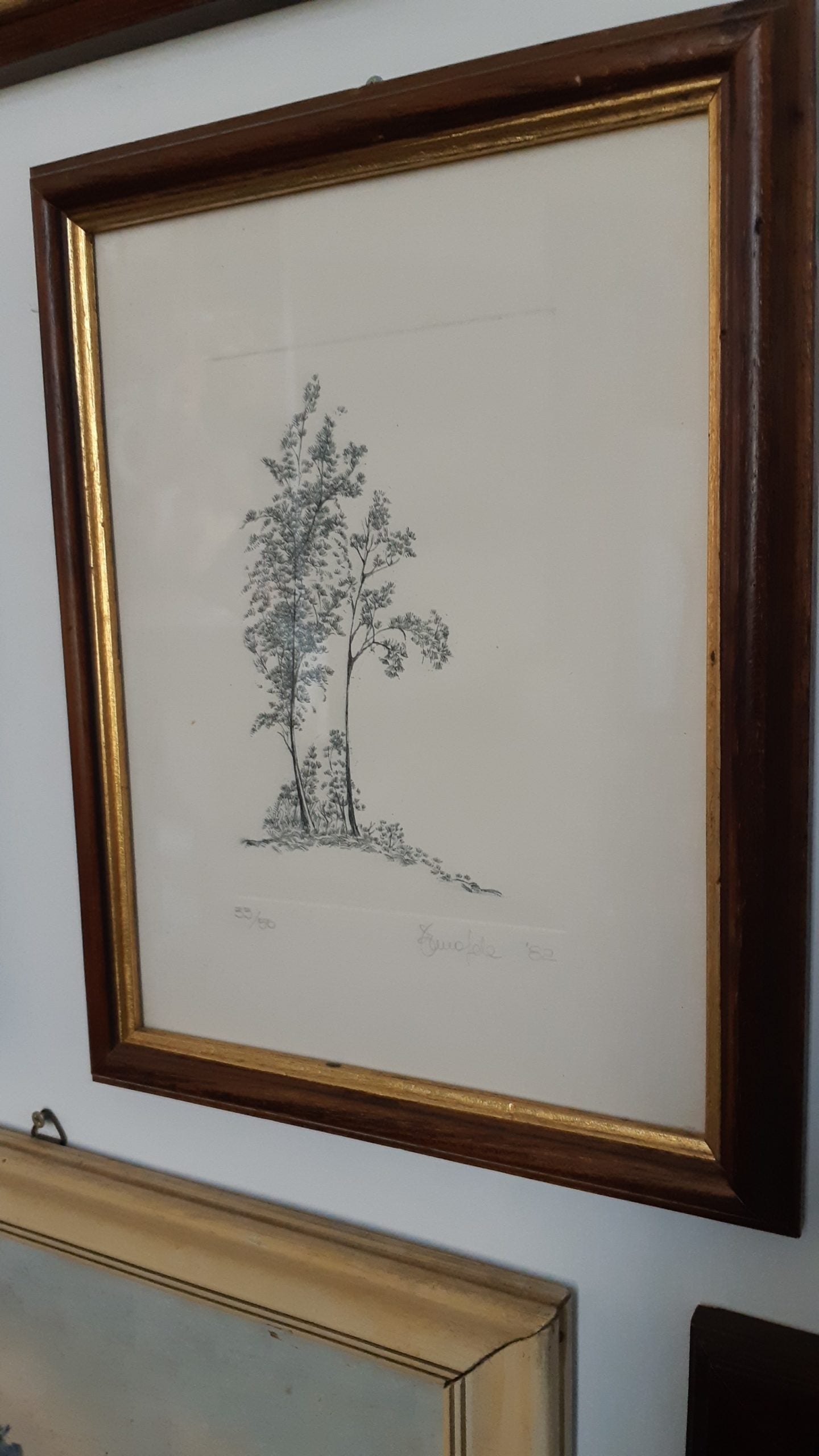 Acquaforte alberi - NONèdabuttare