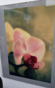 Fotografia Orchidea - NONèdabuttare